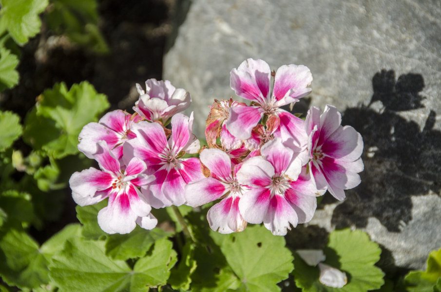Flores - Oslo - Noruega